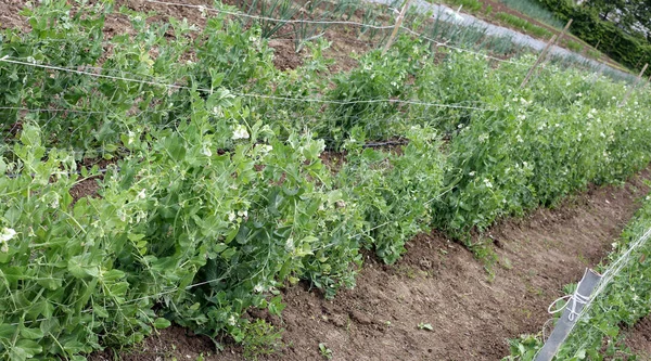 Plantas verdes de guisantes orgánicos — Foto de Stock