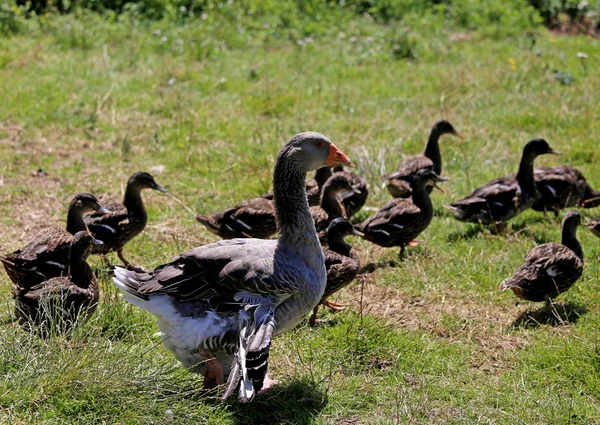 Mother goose protects newborn ducklings in the meadow of the far — Stock Photo, Image