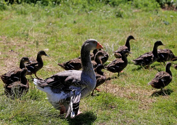 Ganso madre protege a los patitos recién nacidos en el prado del lejano —  Fotos de Stock