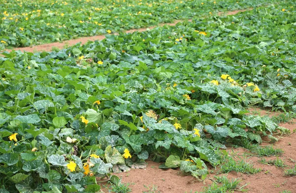 Riesiges Zucchini-Feld mit biologischer Anbautechnik — Stockfoto