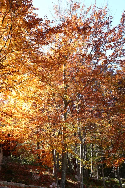 Erstaunliche Herbstlandschaft mit Sonnenfiltern inmitten der farbenfrohen — Stockfoto