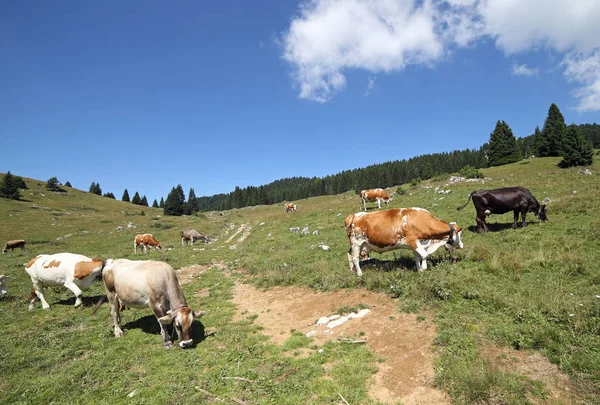Cows grazing in the green mountain meadow in summer — Stock Photo, Image