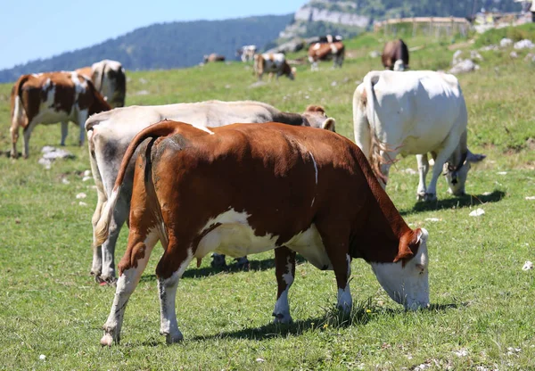 Vacas pastando en el prado verde de la montaña —  Fotos de Stock