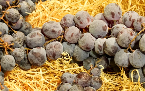 Grappe mûre de raisins noirs reposant sur la paille jaune — Photo