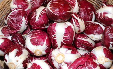 red radicchio picked in winter in fields cultivated with organic clipart