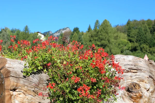 Ihåliga stammen används som en vas för pelargoner blommor på våren i t — Stockfoto