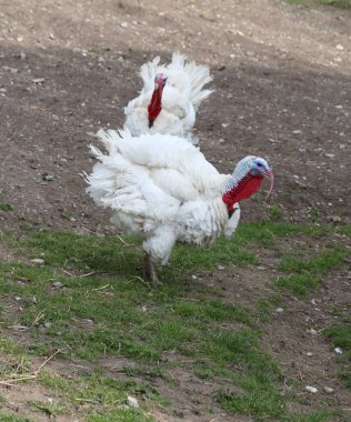 çiftlik bahçedeki büyük beyaz Türkiye