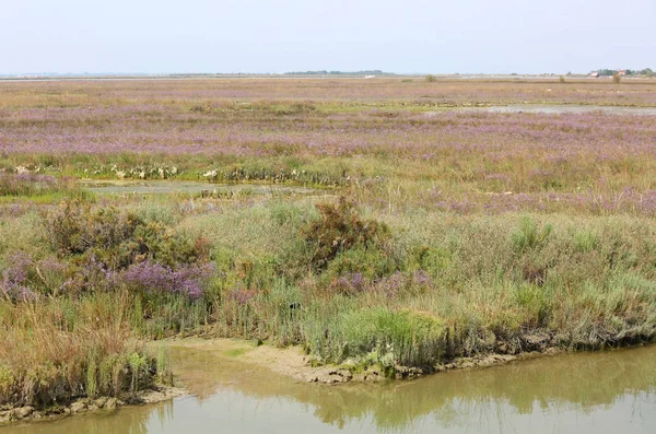 Moerassige wild landschap in de Venetiaanse lagune genaamd Mesole i — Stockfoto