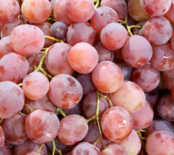 Uve rosse raccolte durante la vendemmia — Foto Stock