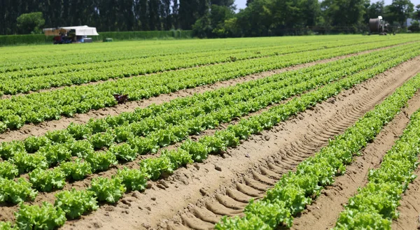 Campo de alface verde na planície de Padana no norte da itália — Fotografia de Stock