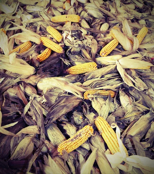 Many cobs collected with the yellow seeds and antique effect — Stock Photo, Image