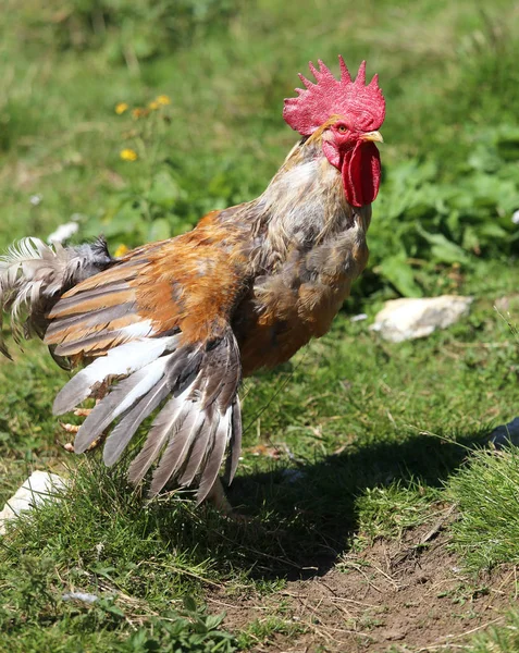 Rooster with a red crest on the head — Stock Photo, Image