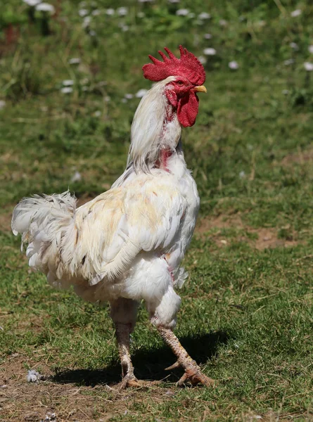 Rooster with long legs and red crest — Stock Photo, Image
