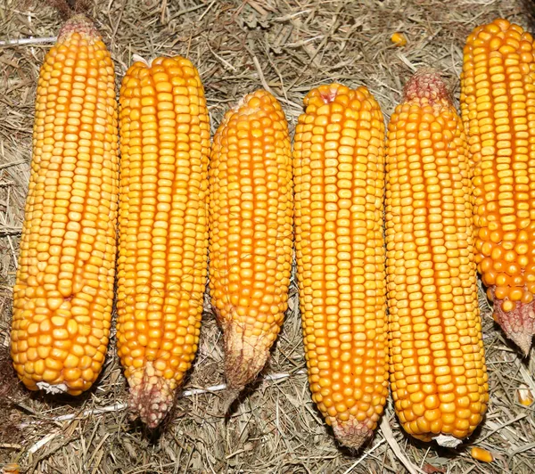 Six freshly picked cobs — Stock Photo, Image