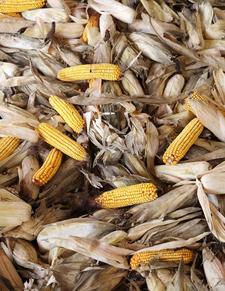 Background of many corn on the cob — Stock Photo, Image