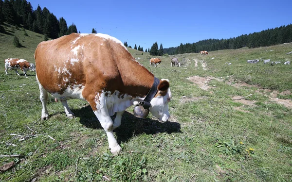 Vaca pastando en el prado de montaña en verano fotografiada con pescado — Foto de Stock