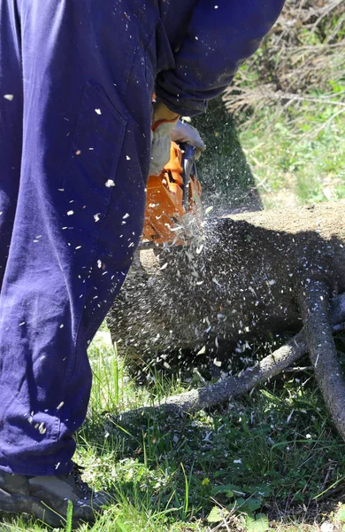 Cherestea cu costum de protecție la locul de muncă cu drujba — Fotografie, imagine de stoc