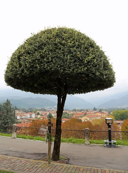 バッサーノ ・ デル ・ グラッパ、Vi, イタリア - 2015 年 10 月 18 日: av のツリー — ストック写真
