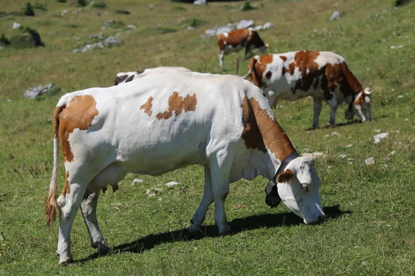 Vacas manchadas pastando en el prado verde de la montaña —  Fotos de Stock