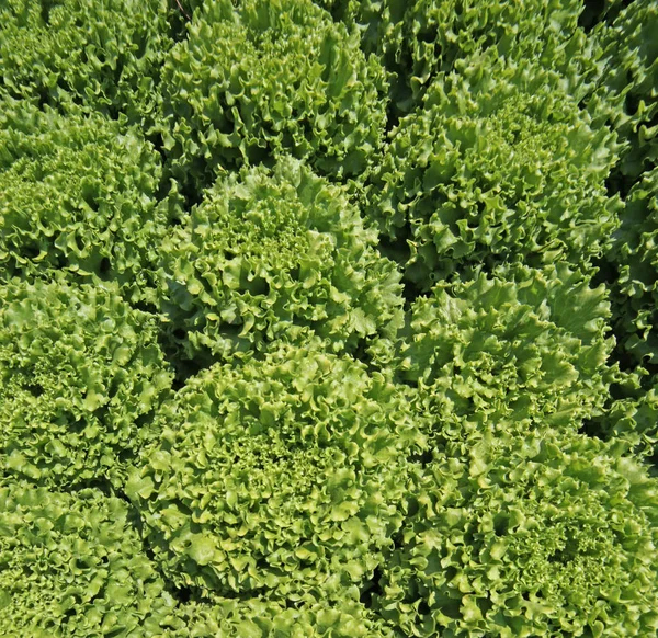 Background of ripe lush  lettuce in summer — Stock Photo, Image