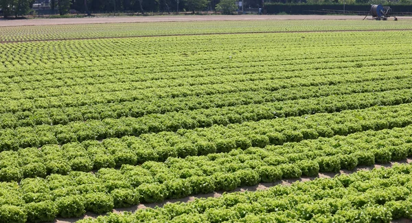 Fältet som odlas med grön sallad på slätten i sommar — Stockfoto