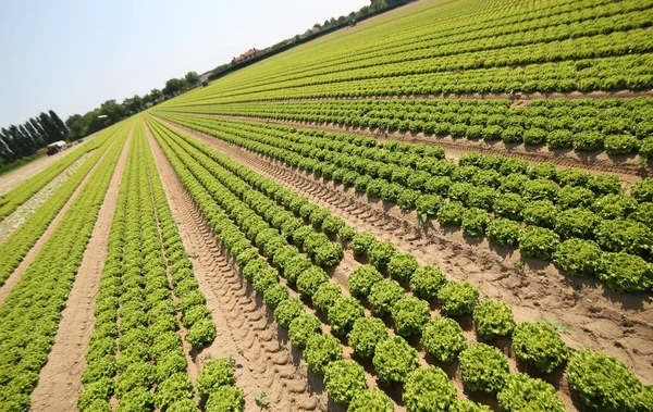 Grüner Salat mit absichtlich gewünschter Neigung durch den Phot — Stockfoto