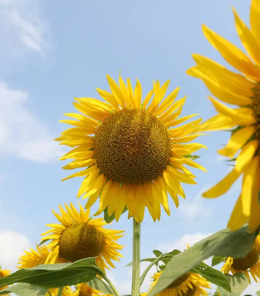 Ogromny słonecznik z płatków w lecie — Zdjęcie stockowe