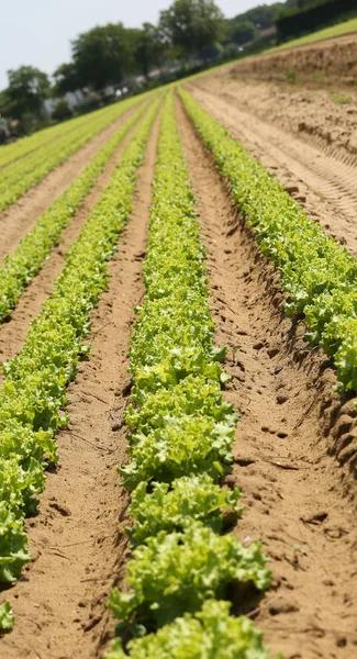 Sallad med lutning önskas av fotografen för att ge en s — Stockfoto