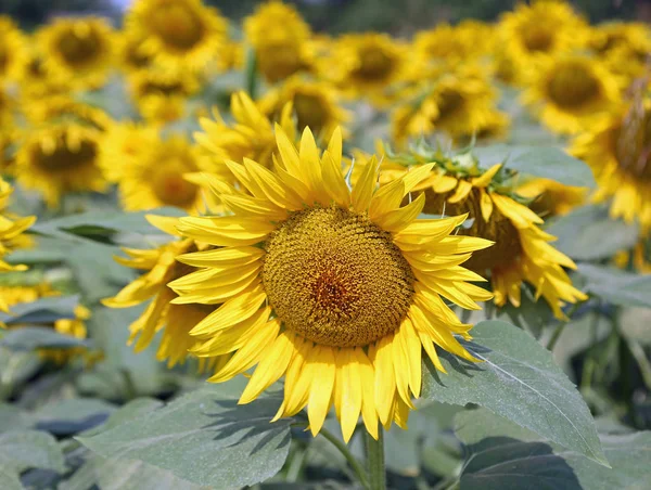 Duży słonecznik z płatków w dziedzinie kwiaty — Zdjęcie stockowe