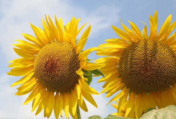 Twee enorme zonnebloemen met gele bloemblaadjes op het gebied van bloemen ik — Stockfoto