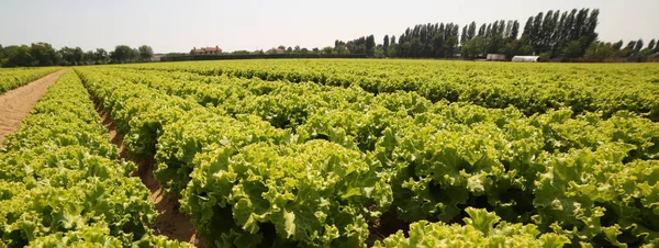 Intensiv odling av grön sallad fotograferad från nedan — Stockfoto