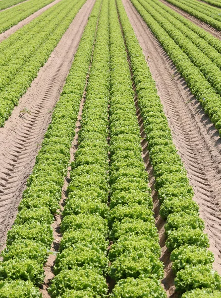 Rows of green ripe lettuce in the cultivated field in summer — Stock Photo, Image