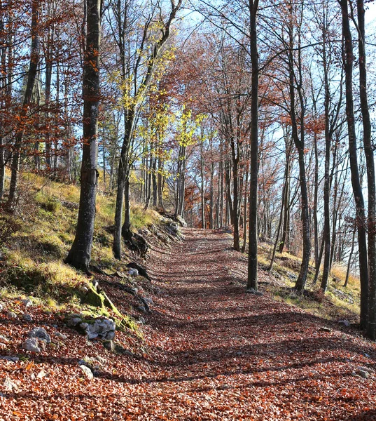 Bergpad in de herfst bomen met de gedroogde bladeren — Stockfoto