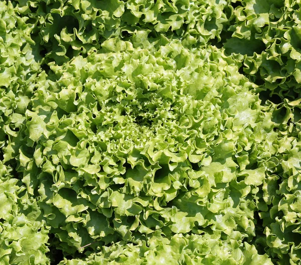 Bakgrunden grön sallad på sommaren — Stockfoto