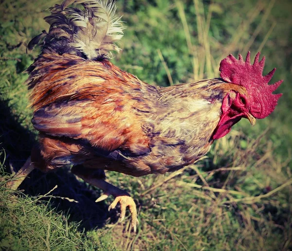 Cock with red crest and vintage effect — Stock Photo, Image