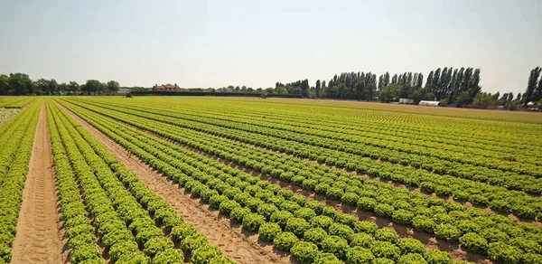 Anbau von grünem Salat in Boden, der durch Sand fruchtbar gemacht wird — Stockfoto