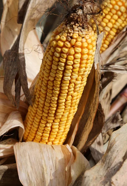 Dried corn on the cob with beautiful corn seeds — Stock Photo, Image