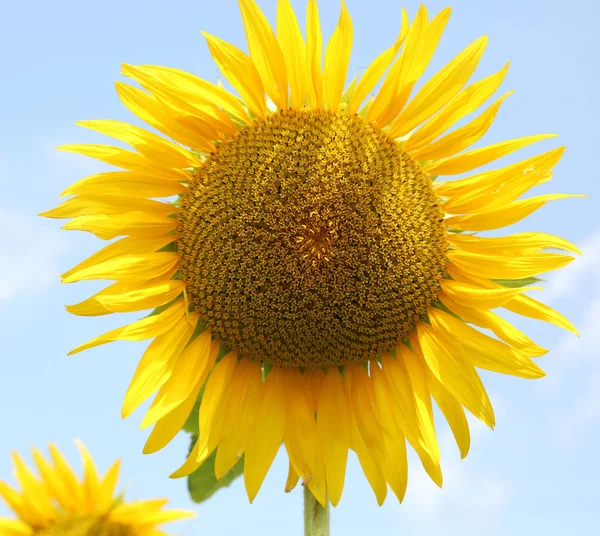 Zonnebloem met gele bloemblaadjes in zomer- en blauwe hemelachtergrond — Stockfoto