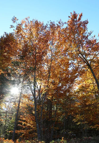 Солнце проникает сквозь ветви деревьев осенью — стоковое фото
