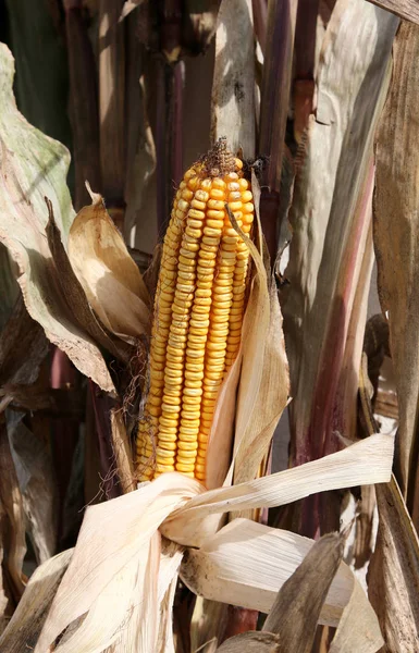 Кукурудзяний коб з красивим насінням кукурудзи — стокове фото