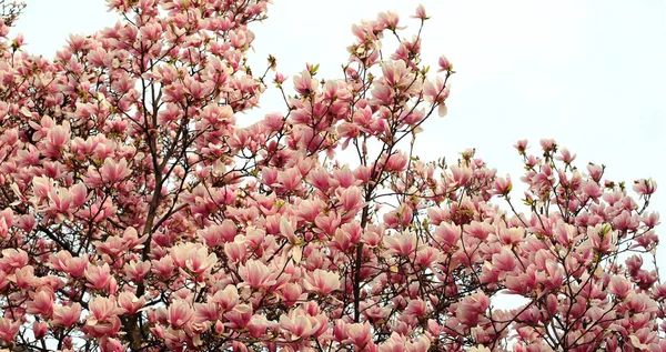 Albero di Magnolia in primavera con fiori rosa — Foto Stock