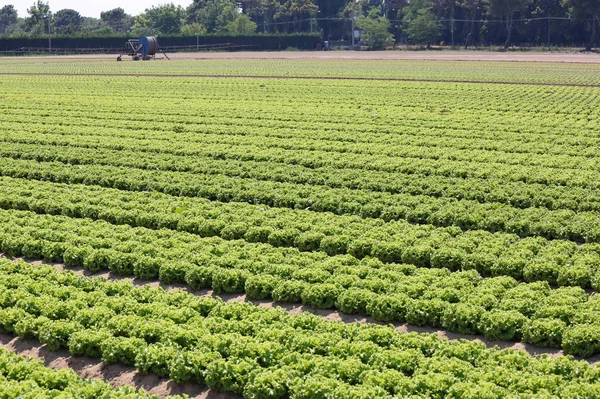 Enorme veld gekweekt met groene sla — Stockfoto