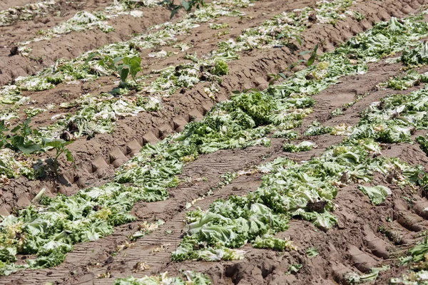 Rotte salade in het midden van het veld na de storm die rui — Stockfoto