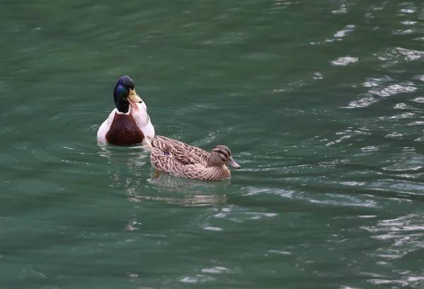 Two ducks swimming in a pond — Stock Photo, Image