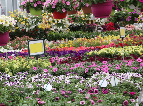 Красочные цветы для продажи в цветочном магазине — стоковое фото