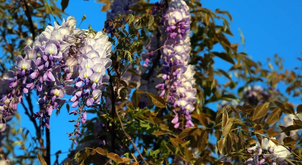 Vistárie strom s bílo -fialové květy — Stock fotografie