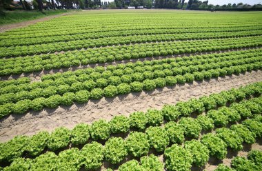 marul toprak tarımı tozlar verimli yaptı