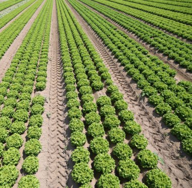 deniz kum büyük alanı verimli topraklar üzerinde yeşil salata ile yapılan