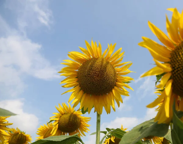 Girasol con pétalos amarillos en el campo de las flores en verano a — Foto de Stock