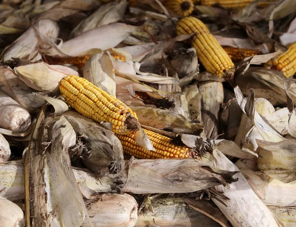 Жовта суха кукурудза на кобу після збору врожаю — стокове фото